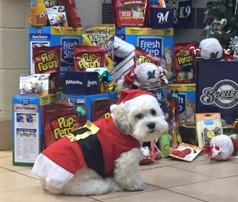 "Santa Hank," the Brewers' rescue dog, donned a Santa suit for a recent event at the Wisconsin Humane Society.