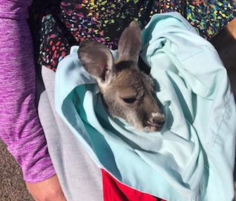Olive is content to ride in her surrogate's pouch at the Bramble Park Zoo.