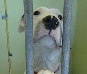 Dog owners in England will be required to microchip their pets by 2016.