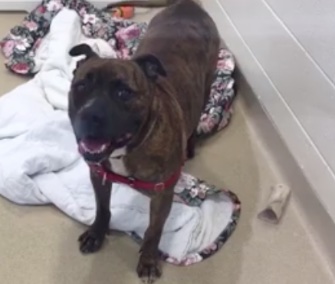 A heartbreaking video showed Juice crying in his kennel after a night away from the shelter.