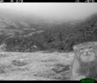 Pallas cat