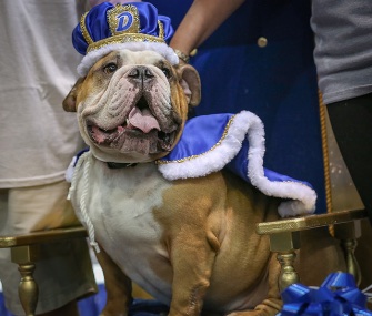 Three months after finding his forever home, Vincent has won the Beautiful Bulldog contest at Drake University.