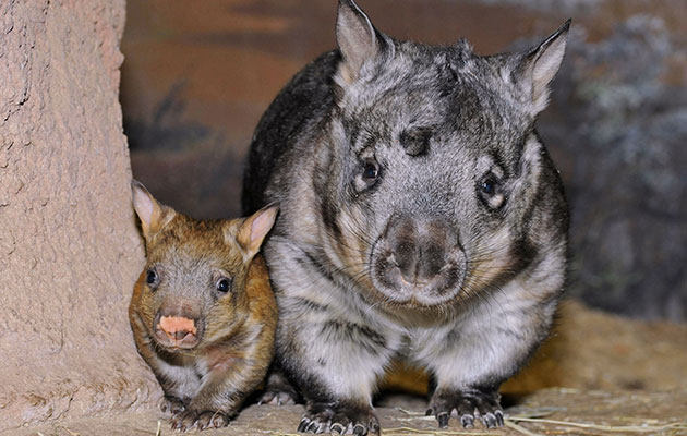 Southern Hairy nosed wombat