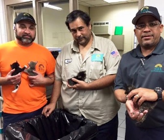 Sanitation workers in Florida found a litter of four kittens in a trash bag.