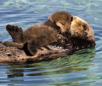 A mother otter and her young pup were spotted floating around Monterey Bay Aquarium's Great Tide Pool on Wednesday.