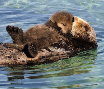 Pet Scoop: Wild Otter and Pup Visit Aquarium, Elusive Bay Cat ...