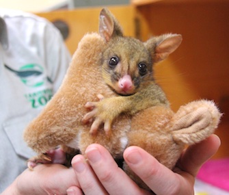 An orphaned possum joey at the Taronga Wildlife Hospital loves to cuddle with a stuffed kangaroo.