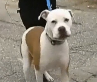 Cooper, an American Bulldog from Florida, was found 1,500 miles from home in New Hampshire.