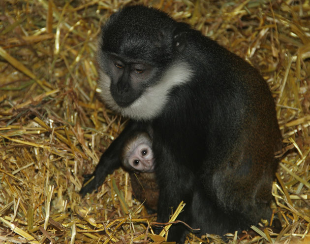 Baby L'Hoest Monkey