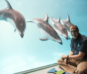 dolphins in a tank with a man in front