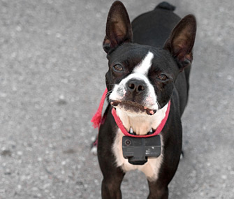 dog shock collar fence