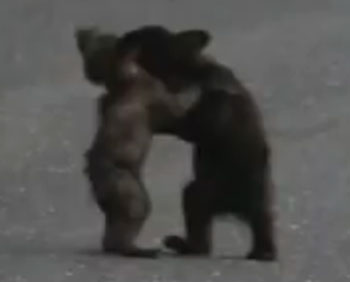 Yosemite bear cubs