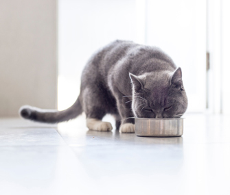 Cat eating from food bowl