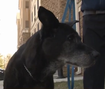 Meko, 14, is credited with alerting his family to a fast-moving fire in their Virginia home.