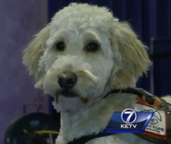 Dozens of therapy dogs are helping ease the stress of swimmers competing to go to the Olympics.