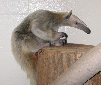 tamandua