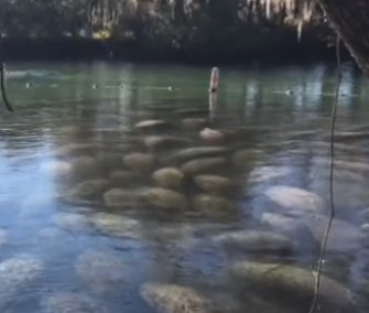 About 500 manatees have been crowding into Three Sisters Springs in Florida to keep warm.