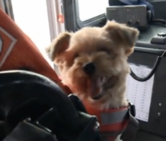 Barnacle, a rescued 2-year-old Terrier mix, has become the mascot for a Milwaukee Coast Guard station.