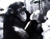 Cheetah the chimp