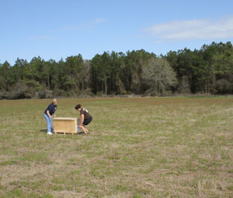 a bobcat in a crate being released into the wild
