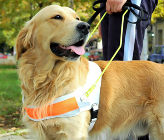 Guide Dog