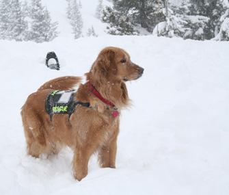 Magic, an avalanche search and rescue dog