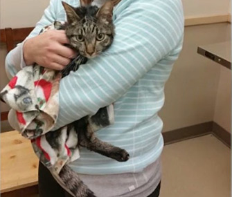 Moosie the cat survives 2 months inside mattress