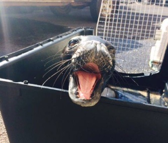 A Hawaiian monk seal pup was named Kilo, which means "sassy" in Hawaiian," was rescued Monday.
