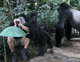 Gorillas make tourist one of their own