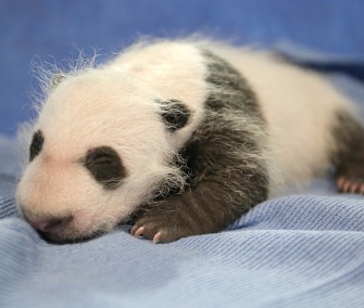 Michelle Obama and Chinese first lady Peng Liyuan named the National Zoo's panda cub Bei Bei.