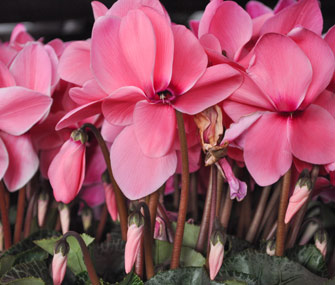 Cyclamen flower