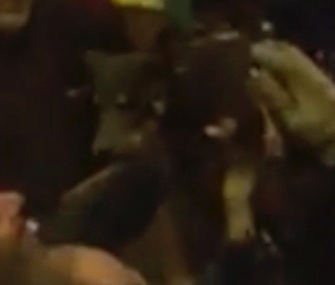 New York firefighters safely pulled a puppy from a wall in his home.