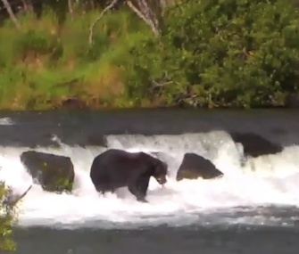 A brown bear catches a salmon in a stream at Katmai National Park in Alaska.