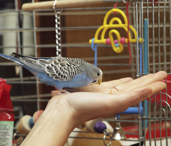 Bird being held outside his cage