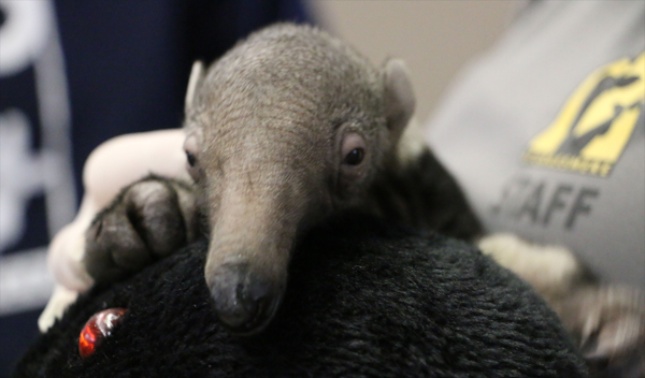 Gabana the giant anteater was born at the Nashville Zoo