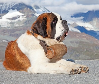 saint bernard rescue