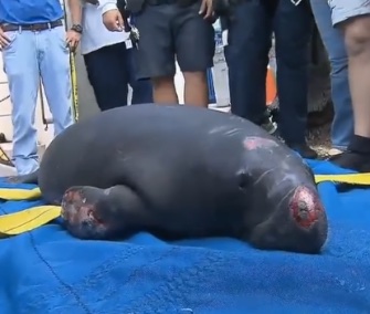 Crews rescued a 1-year-old female manatee who was stuck under a pumping station in Fort Lauderdale, Florida.