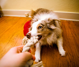 Dog playing tug