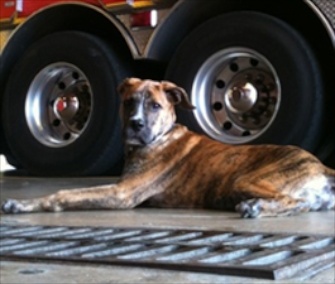 Dempsey, a firehouse dog in Indianapolis, is one of three Top Dog finalists.