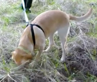 A dog trained by NW Truffle Dogs demonstrates during a training seminar.