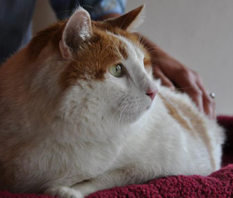 Meow the 39-pound cat died on Saturday