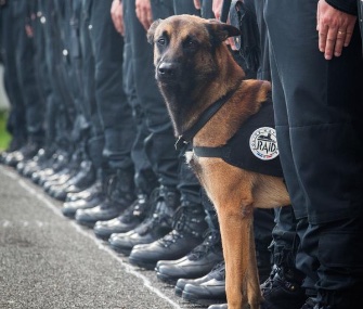 People around the world are paying tribute to Diesel, a police dog who was killed in a Paris raid Wednesday.