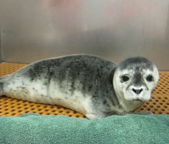 Penny, a days-old harbor seal pup, was found on a Long Island, N.Y., beach.