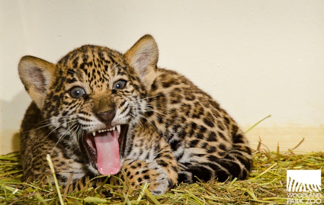 Woodland Park Zoo fierce jaguar cub