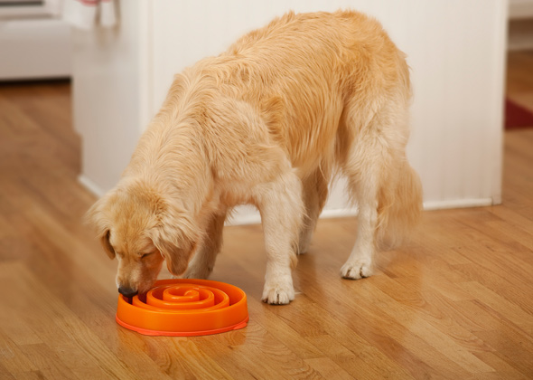 heated cat food bowls