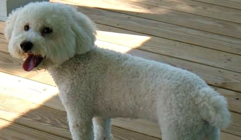 Cotton the Bichon Frise