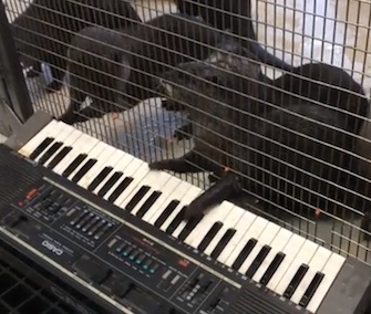 Asian small-clawed otters play the keyboard as part of their enrichment at the National Zoo.