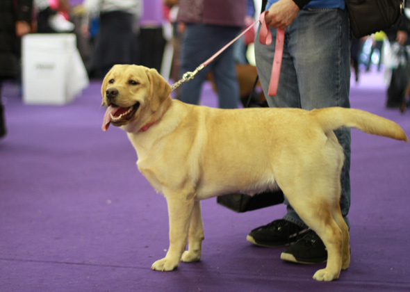 westminster dog show labrador retriever 2019