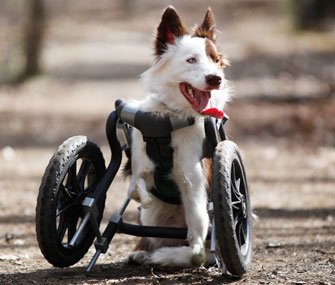 Roosevelt is off and running now with a wheelchair specially made for his front legs.