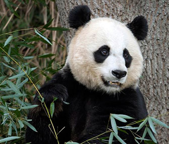 The National Zoo's Mei Xiang gave birth to a cub on Sunday.